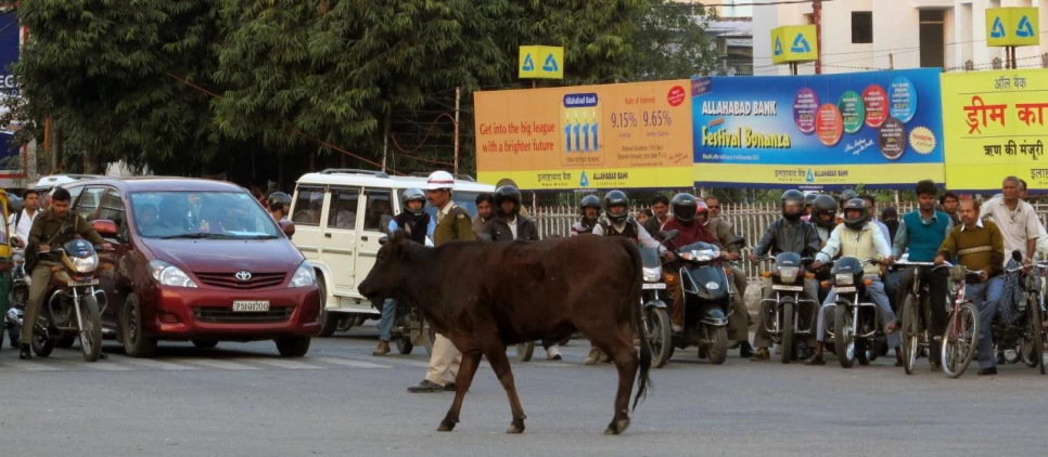 a brown cow walking through the middle of the road