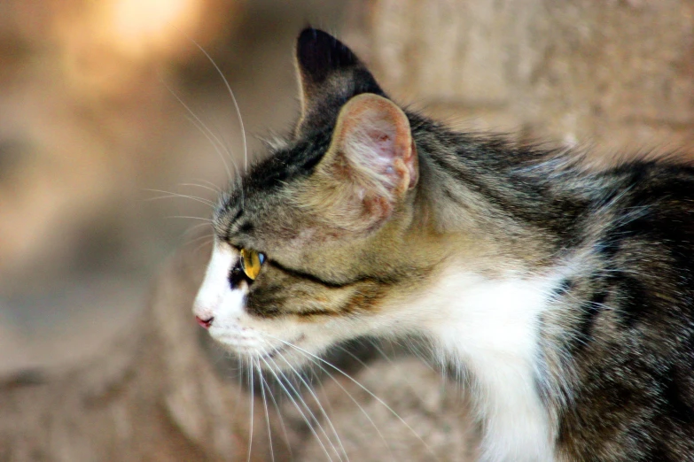 a cat looking into the distance while sitting on a ledge