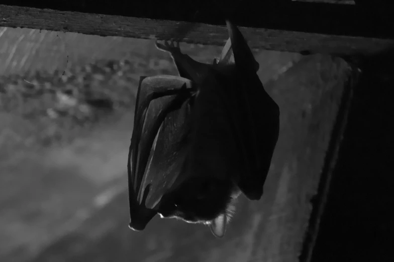 a small bat hanging upside down outside