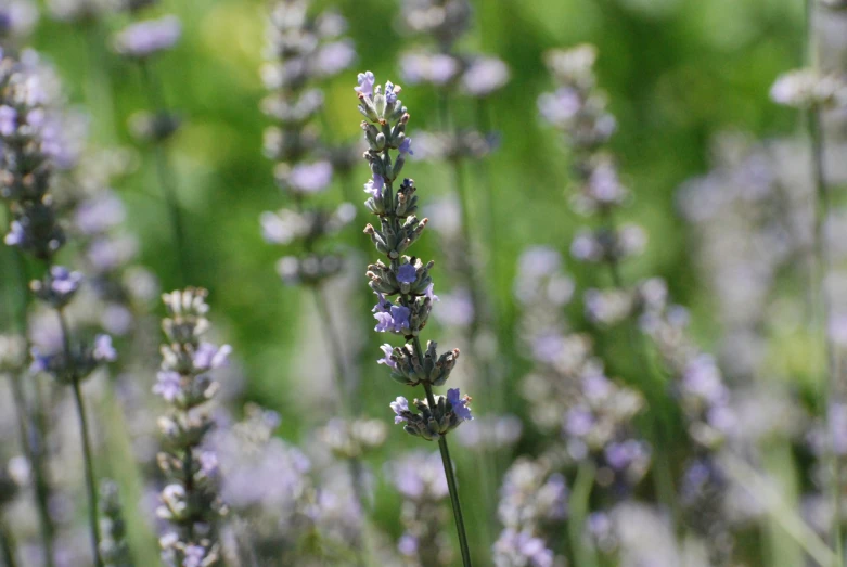 many small lavender flowers close together in the sun