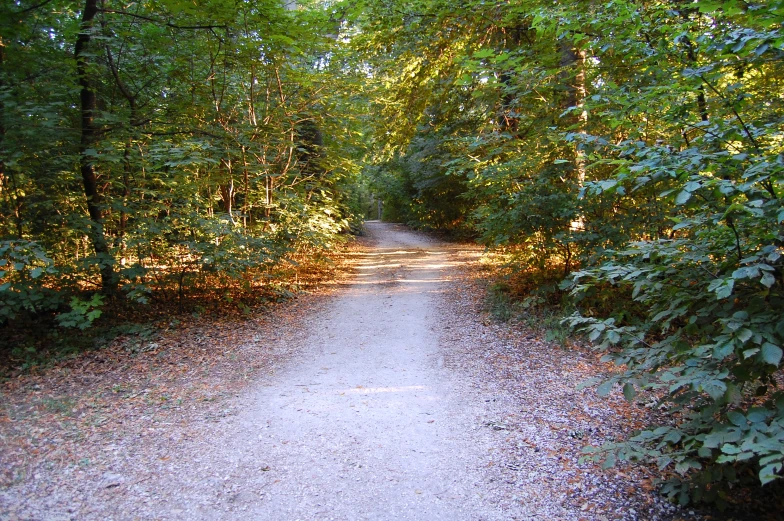 a road surrounded by lots of trees and leaves