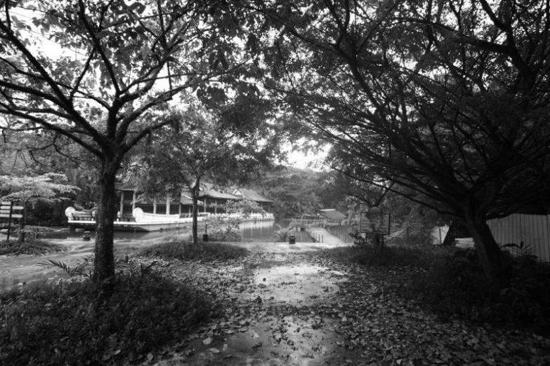 a black and white image of a wet trail with trees