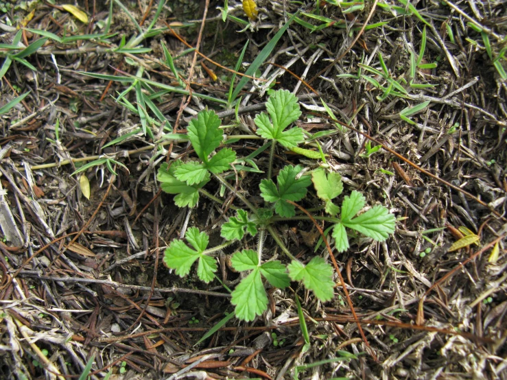 several leafy plants laying in the dirt