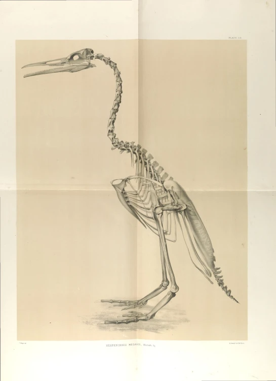 this is a drawing of a bird with a skeleton