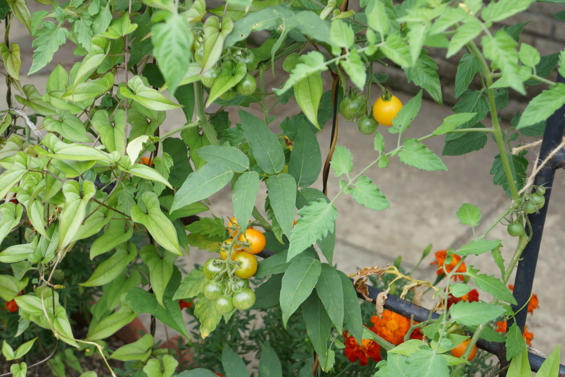 red and yellow berries on the bush on a sunny day