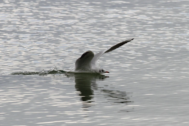 seagull diving through water with his wings outstretched