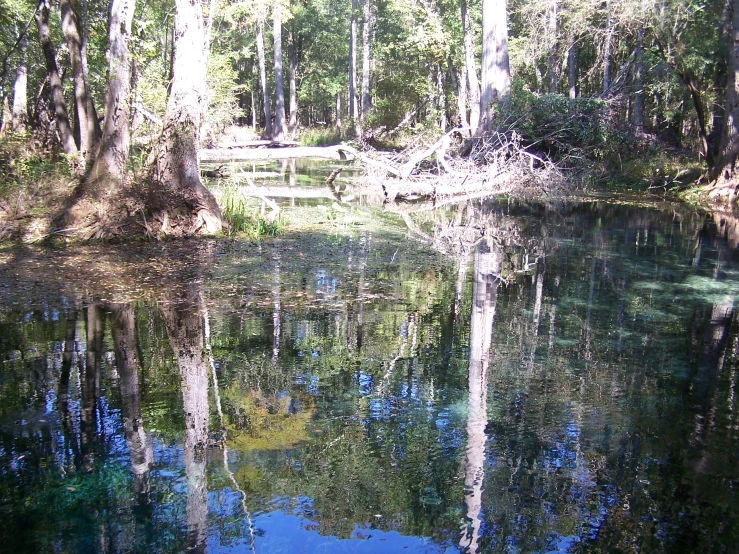 the river is surrounded by trees and a blue sky