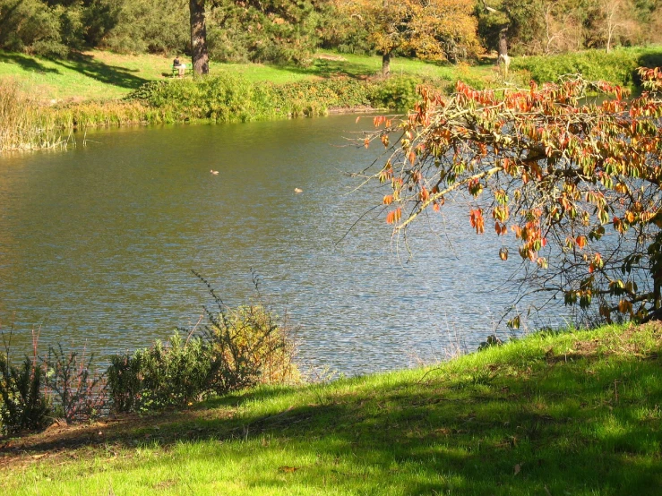 a view of a lake that is surrounded by green grass and trees