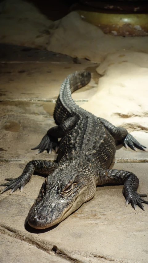 a crocodile is laying on the concrete floor