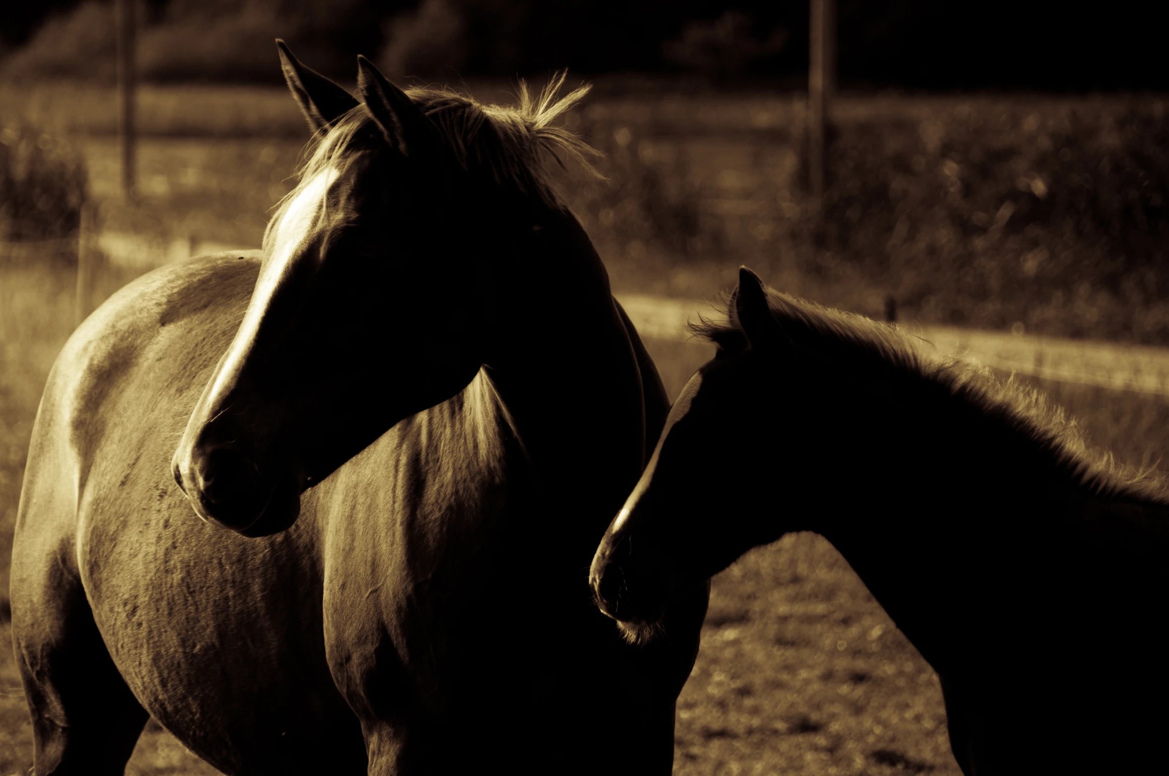 two horses standing next to each other near one another