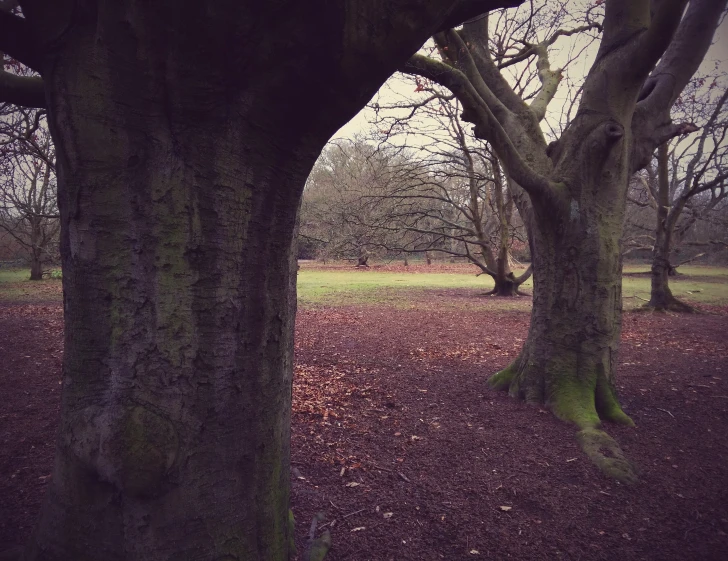 there are some very big trees in the woods