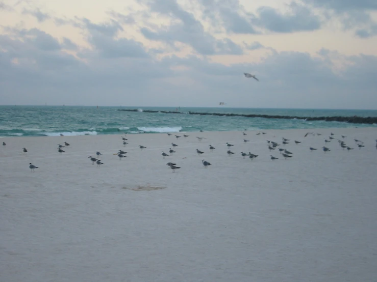 sea gulls on the beach flying over water