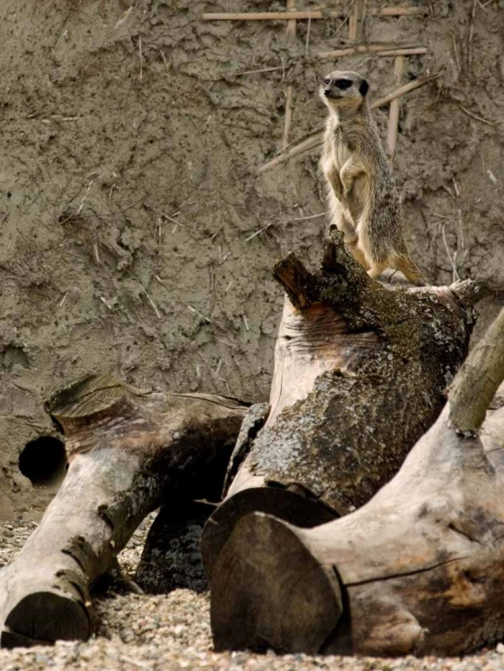 a small meerkat sits on a wooden log near a wall