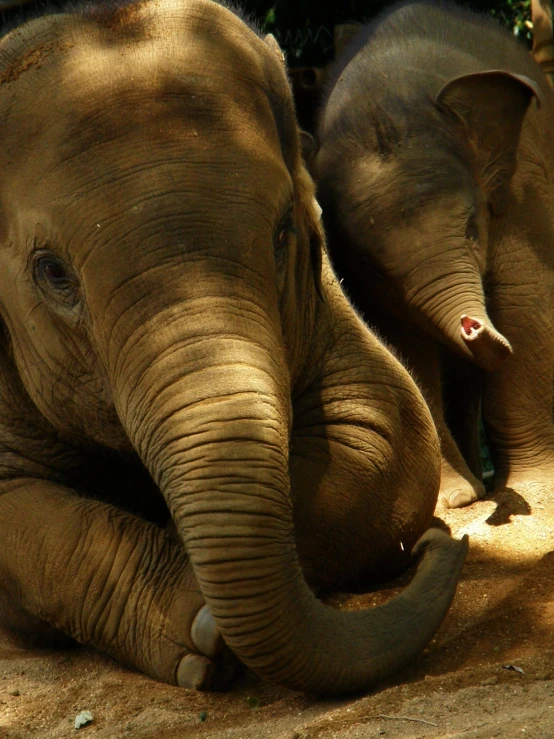 an elephant rests its head on the ground