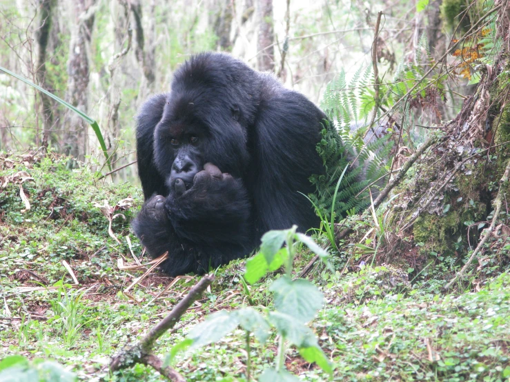 an adult gorilla rests and licks the skin in a wooded area