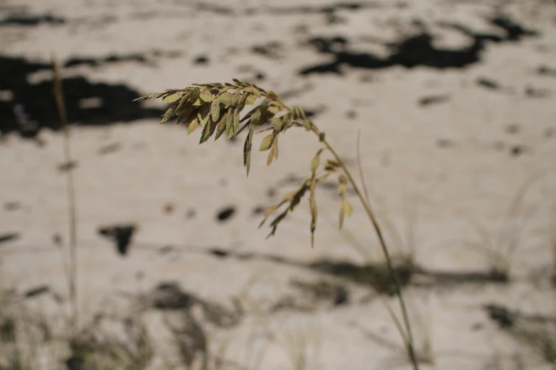 a dry plant in the desert next to sand