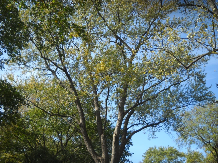 a large tree with lots of leaves and nches