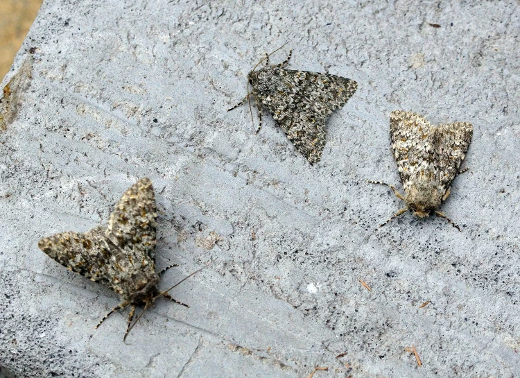 three different sized moths sitting on a rock