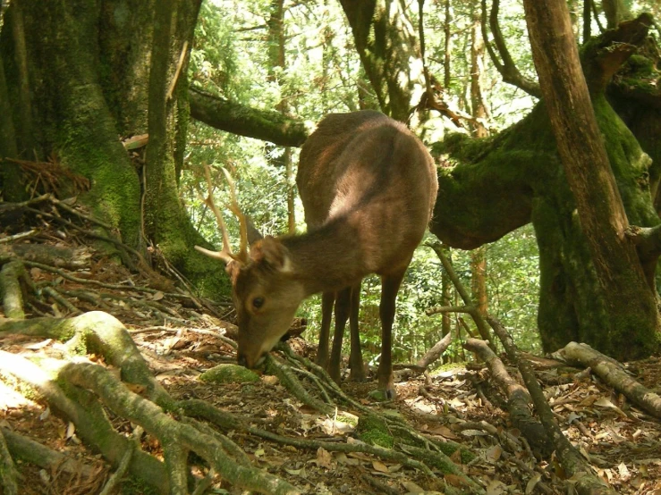an antelope standing on the ground in the woods