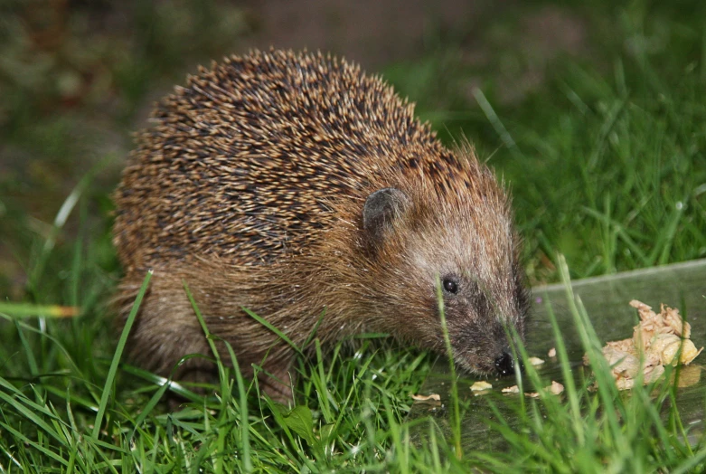 a hedgehog stands in the grass while chewing on soing