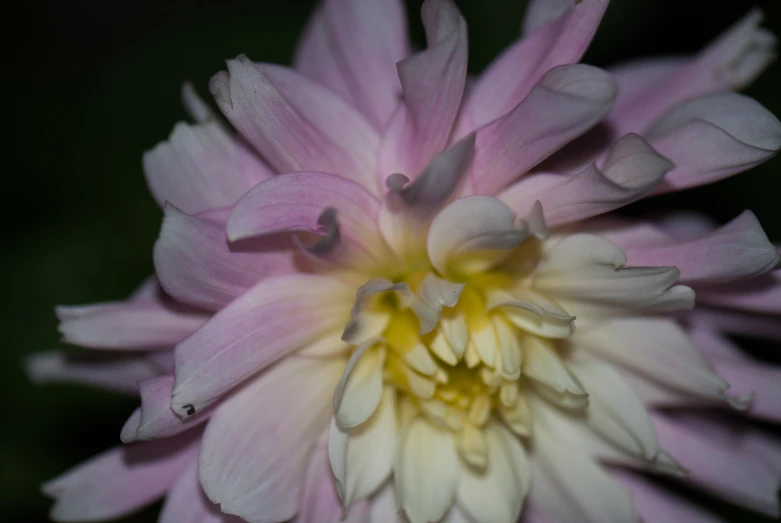 a purple and white flower closeup on a black background