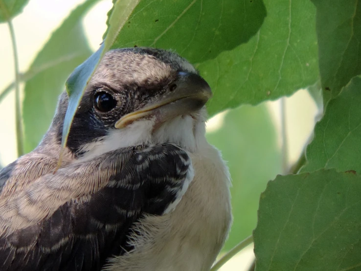 a bird that is sitting in the tree