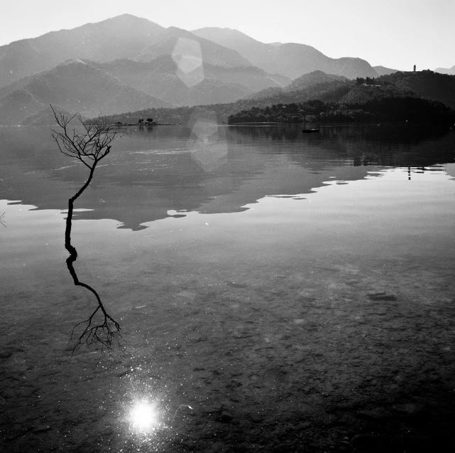 a lone tree is shown in the middle of a lake