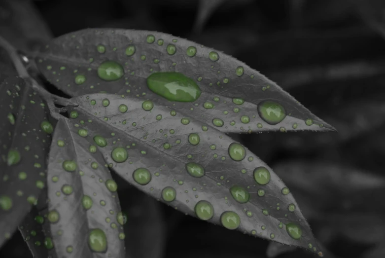 drops of water sit on top of a leaf