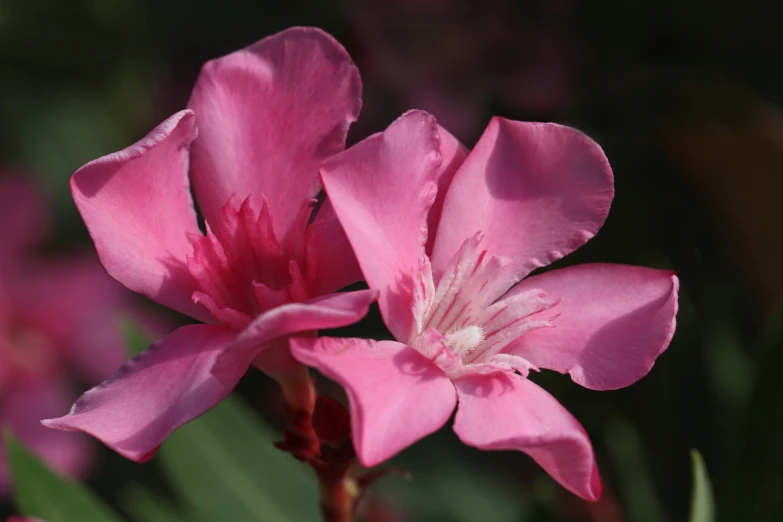 a close up view of a pink flower with leaves