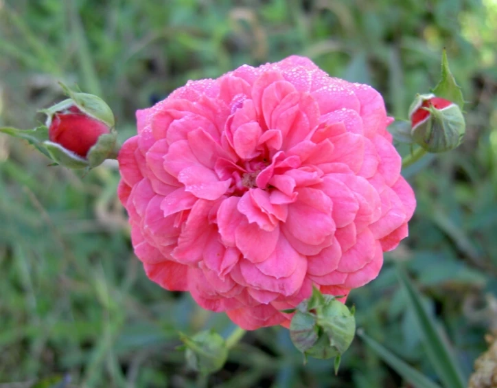 a bright pink flower is blooming in the grass