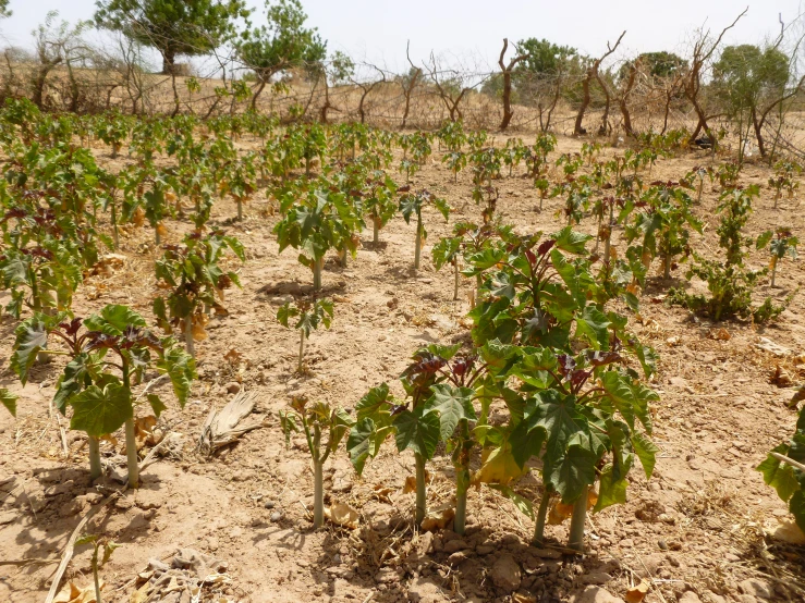 large plants growing on a field in a dry area