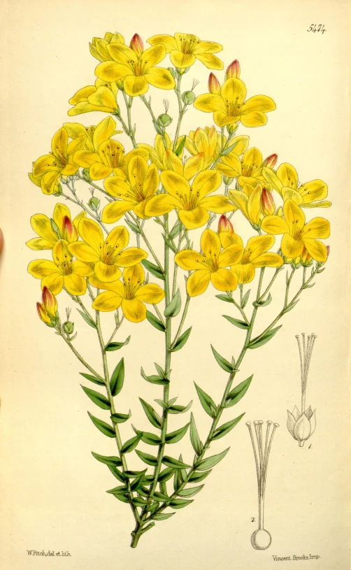 the botanical illustration depicts a bunch of yellow flowers