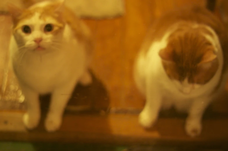 two cats sit side by side on a wooden shelf