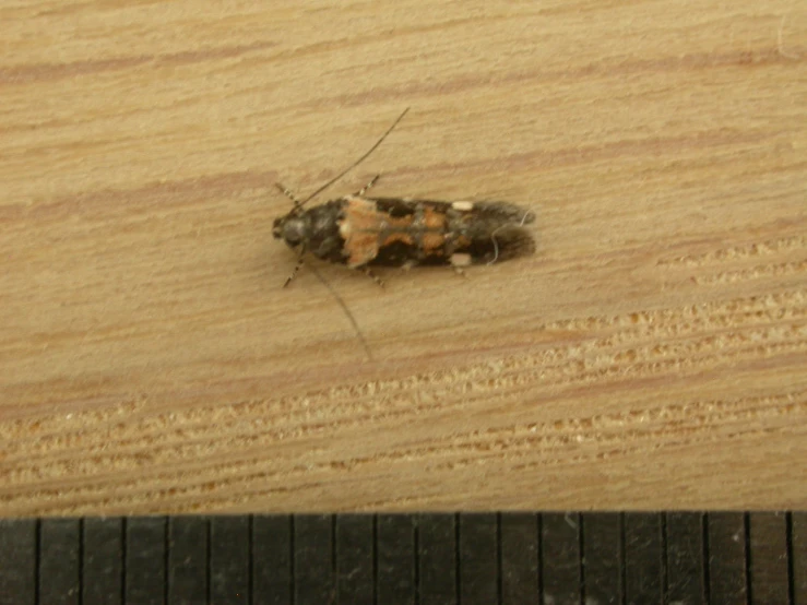 a bug is lying on a wooden surface