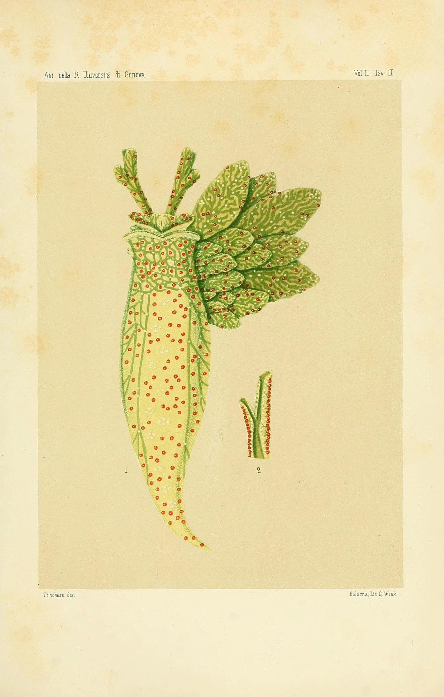 an illustration of a plant with large leaves