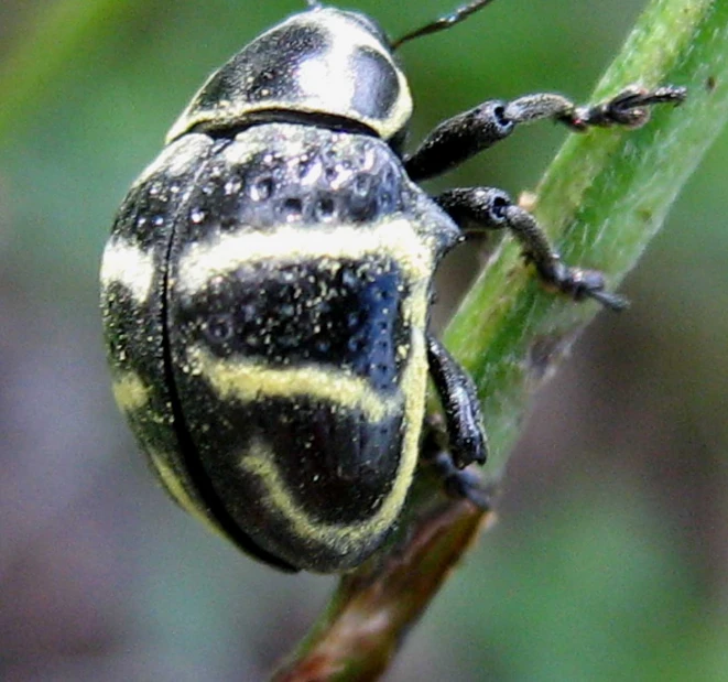 a close up po of a beetle on a plant