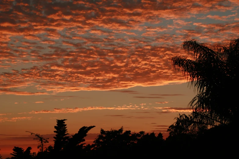 sunset and silhouette of trees with white clouds in the sky