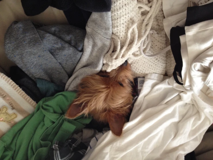 there is a dog that is hiding in a pile of clothes