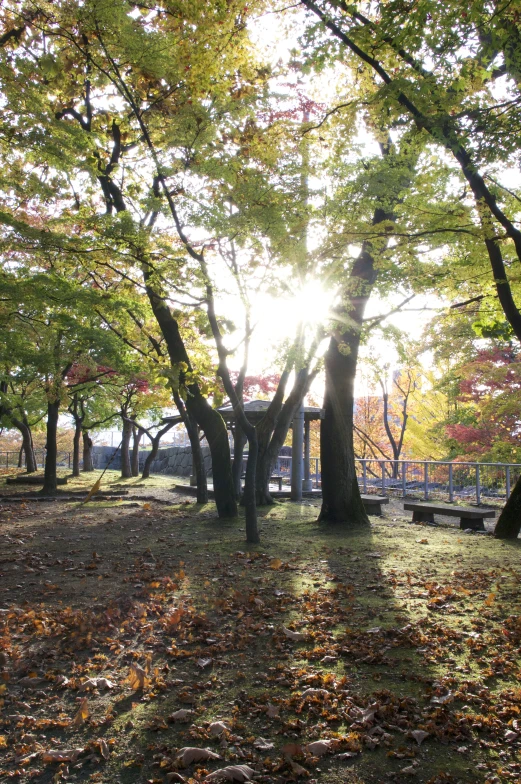 a park covered in lots of trees with yellow leaves