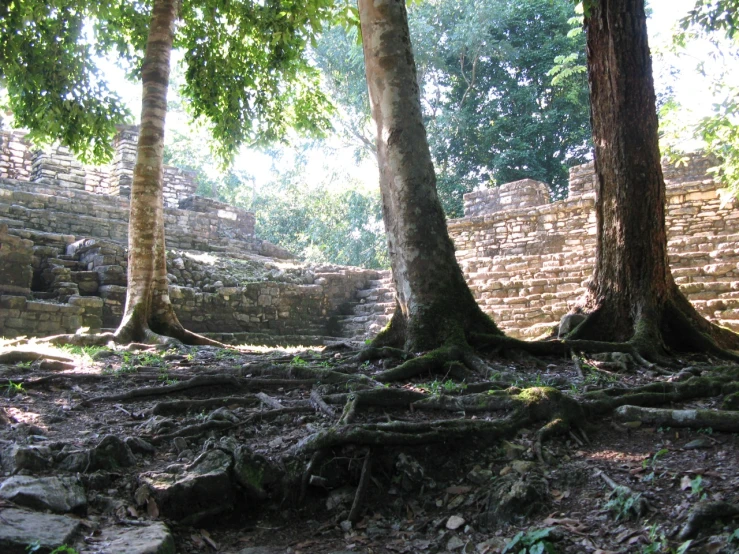 trees near a ruins with dirt and dirt ground