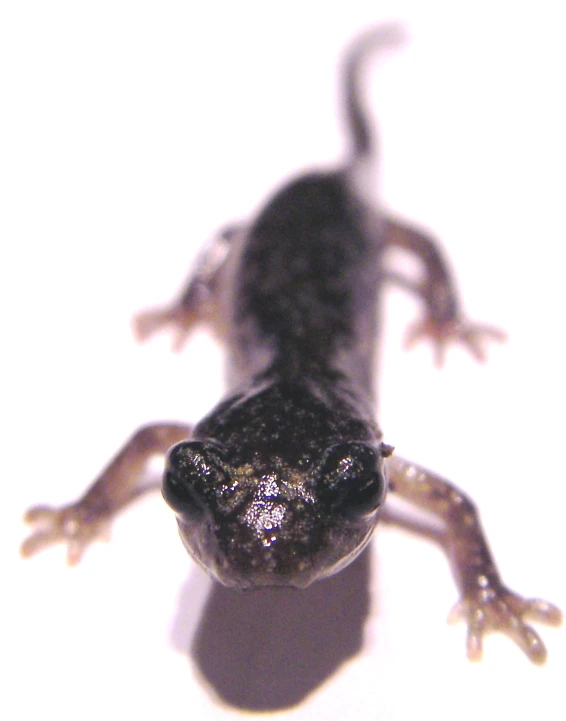 a gecko is pographed in this black and white po