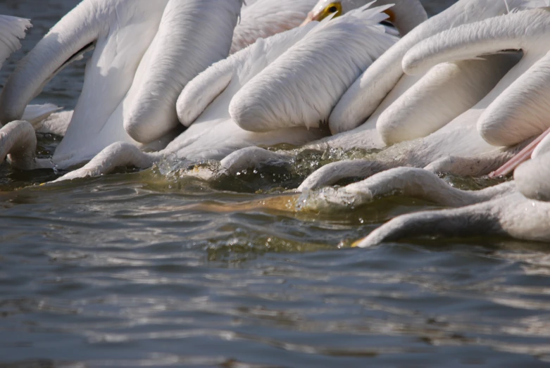 some white pelicans swim near each other on the water