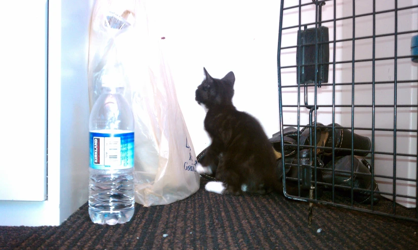 a small brown cat sitting next to a water bottle