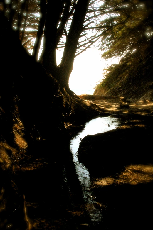 a creek flows down a dirt road past trees
