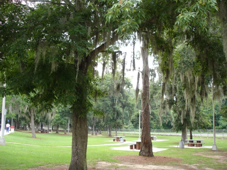 several park benches under a tree with green grass and a sidewalk