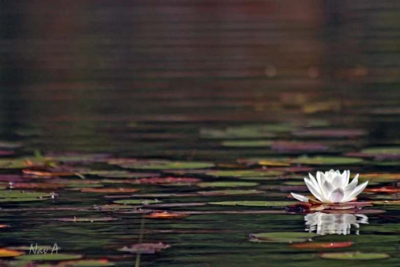 a white lotus floating on the water in the pond