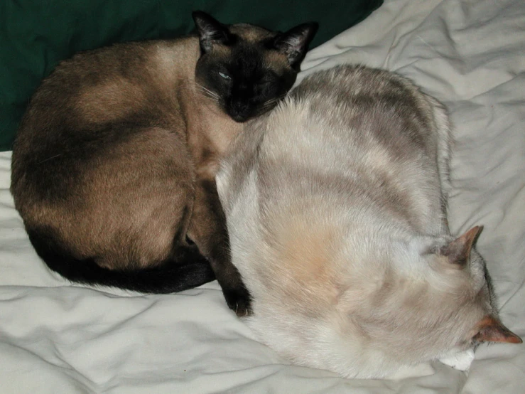 two cats that are laying down on some blanket