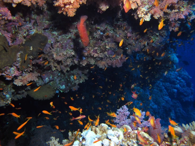the large coral is swimming above the small fishes