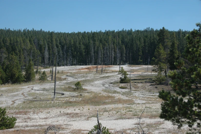 a dirt road with trees on the sides