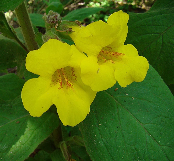 two yellow flowers blooming from the leaves of a plant